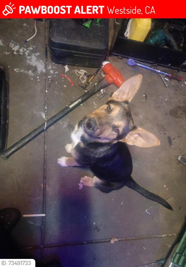 Lost Male Dog last seen Clinton and blthe, Westside, CA 93722