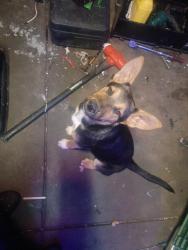 Lost Male Dog last seen Clinton and blthe, Westside, CA 93722