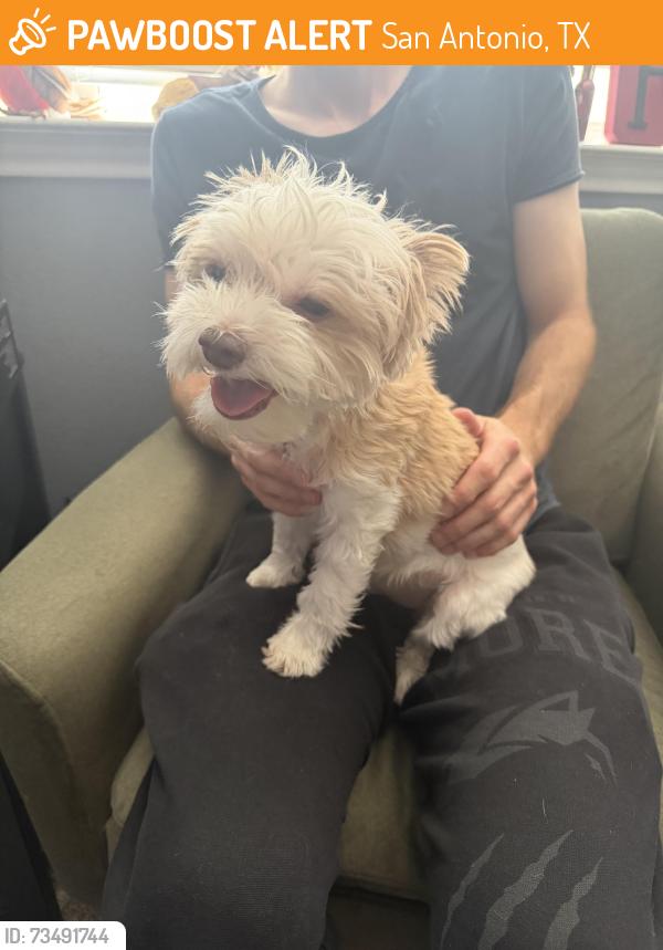 Found/Stray Female Dog last seen Steubing ranch pool, San Antonio, TX 78247