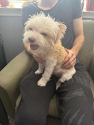 Found/Stray Female Dog last seen Steubing ranch pool, San Antonio, TX 78247