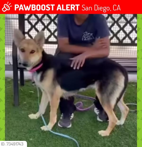 Lost Female Dog last seen Chateau Dr and Chateau Crt in Clairemont, San Diego, CA 92117
