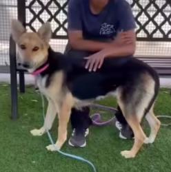 Lost Female Dog last seen Chateau Dr and Chateau Crt in Clairemont, San Diego, CA 92117