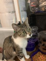 Reunited Female Cat last seen Adele Dr and by Vanessa st by Crest Ranch Park, Vallejo, CA 94589