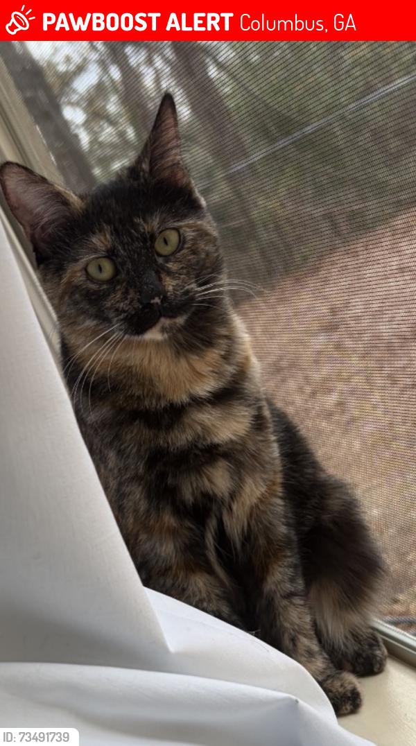 Lost Female Cat last seen Shomburg Road, Columbus, GA 31909
