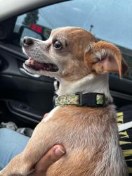 Reunited Male Dog last seen Wells Ave. near Walmart, Riverside, CA 92505