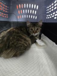 Shelter Stray Female Cat last seen Near High St, Oakland, CA, 1101 29th Ave, Oakland, CA 94601, USA