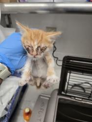 Shelter Stray Male Cat last seen , , CA, 1101 29th Ave, Oakland, CA 94601, USA