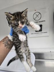 Shelter Stray Female Cat last seen , , CA, 1101 29th Ave, Oakland, CA 94601, USA