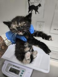 Shelter Stray Female Cat last seen , , CA, 1101 29th Ave, Oakland, CA 94601, USA