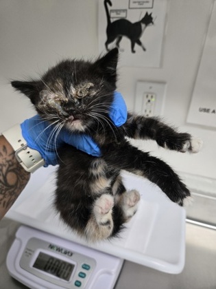 Shelter Stray Female Cat last seen , , CA, 1101 29th Ave, Oakland, CA 94601, USA