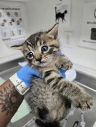 Shelter Stray Male Cat last seen Near 79th ave, Oakland, CA, 1101 29th Ave, Oakland, CA 94601, USA
