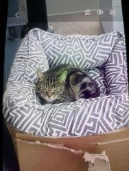 Reunited Female Cat last seen Mulgrave road, Clem Attlee Court, England 