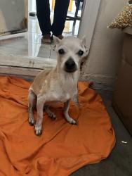 Found/Stray Male Dog last seen Lasselle, Moreno Valley, CA 92555