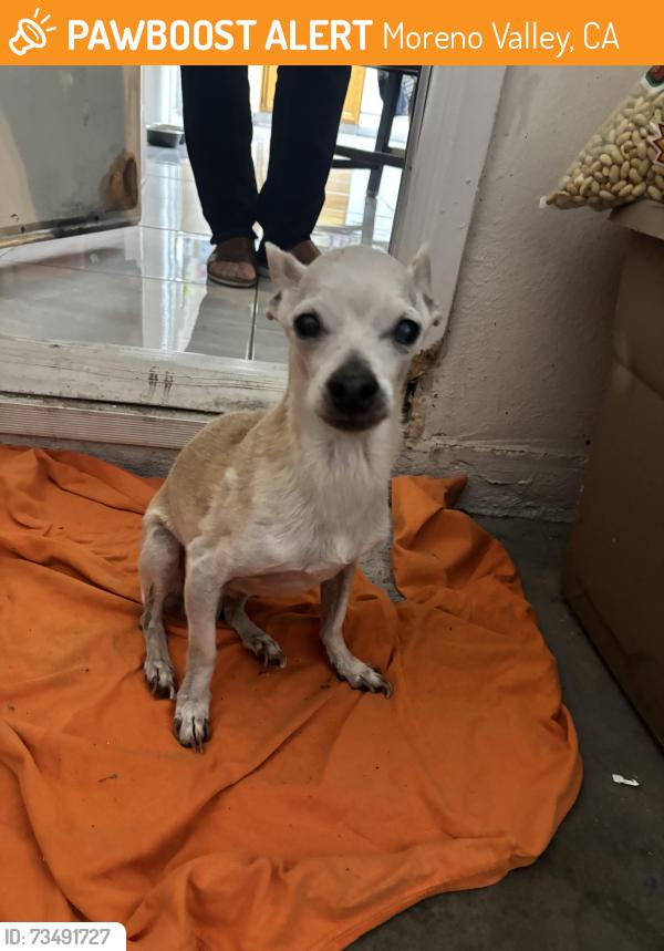 Found/Stray Male Dog last seen Lasselle, Moreno Valley, CA 92555