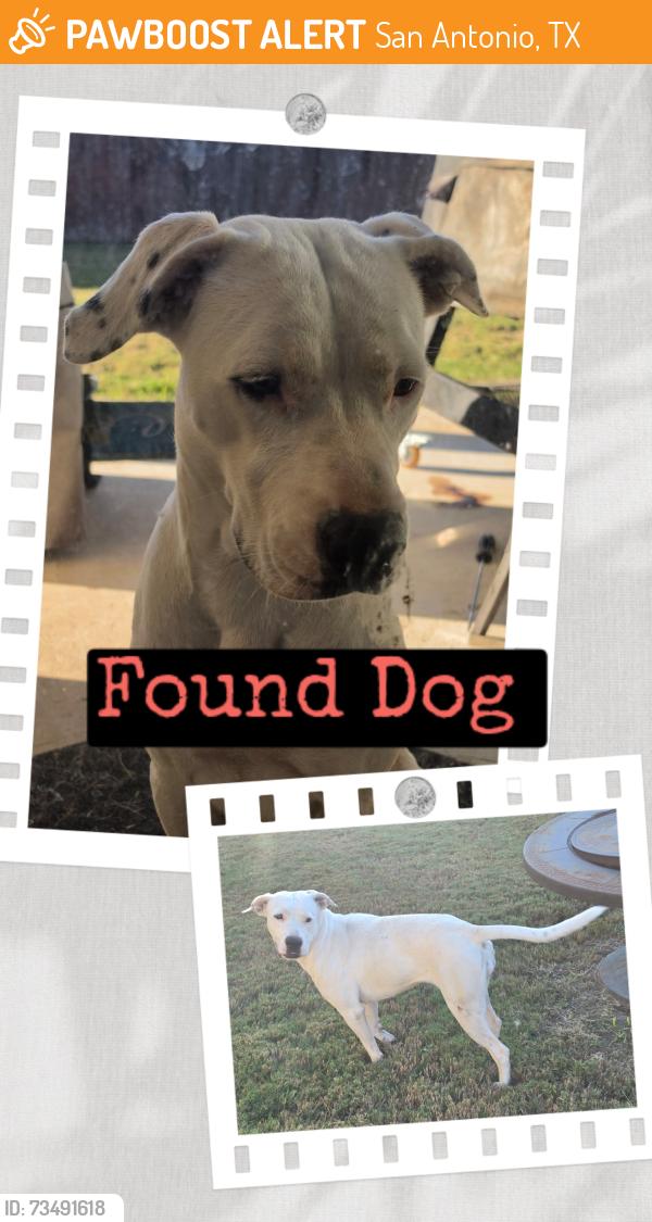 Found/Stray Female Dog last seen White river dr., San Antonio, TX 78254