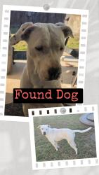 Found/Stray Female Dog last seen White river dr., San Antonio, TX 78254