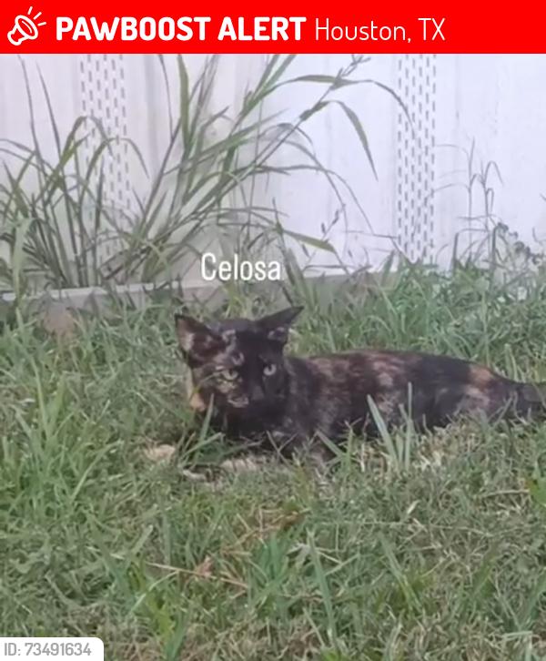 Lost Female Cat last seen Trail #45, Houston, TX 77038