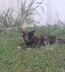 Lost Female Cat last seen Trail #45, Houston, TX 77038