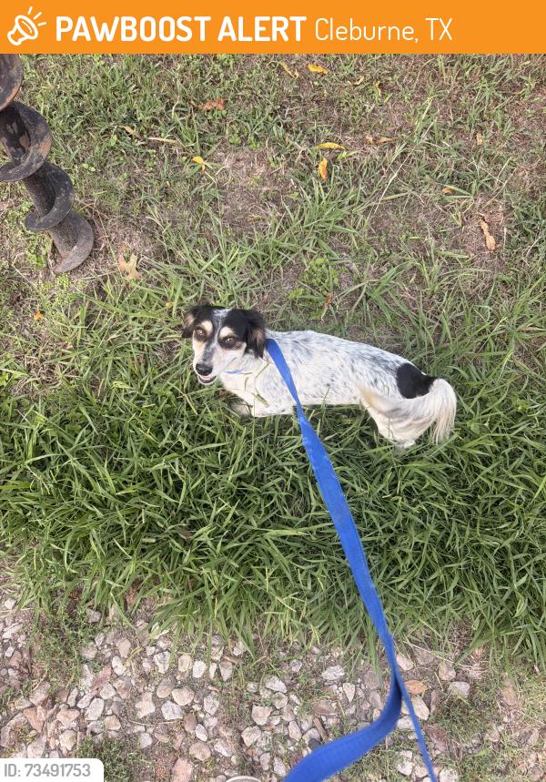 Found/Stray Male Dog last seen N Border St, Cleburne, TX 76031