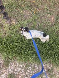 Found/Stray Male Dog last seen N Border St, Cleburne, TX 76031
