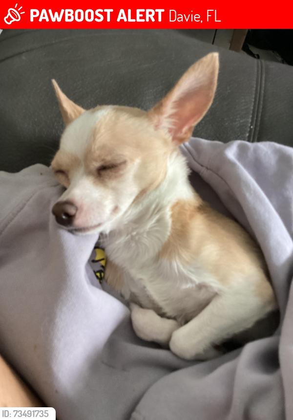 Lost Male Dog last seen 53rd street, Davie, FL 33314