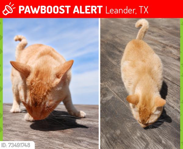 Lost Male Cat last seen Near N Bagdad Rd, Leander, TX 78641, Leander, TX 78641