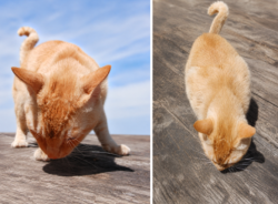 Lost Male Cat last seen Near N Bagdad Rd, Leander, TX 78641, Leander, TX 78641