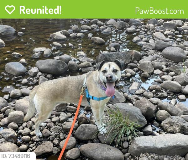 Reunited Female Dog last seen Corona and Elizabeth Streets, Winston-Salem, NC 27103