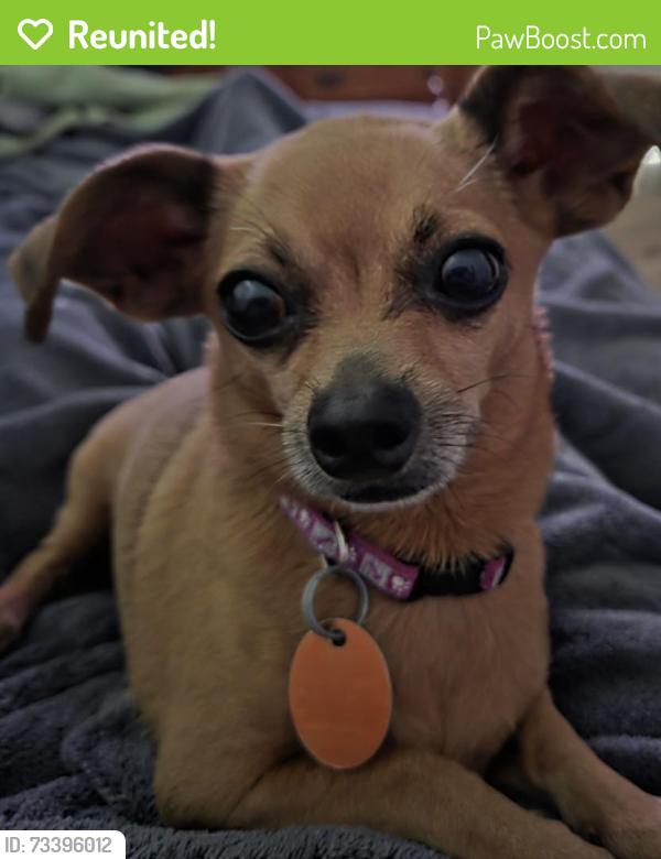 Reunited Male Dog last seen Near Wellspring Loop, Hutto, TX 78634