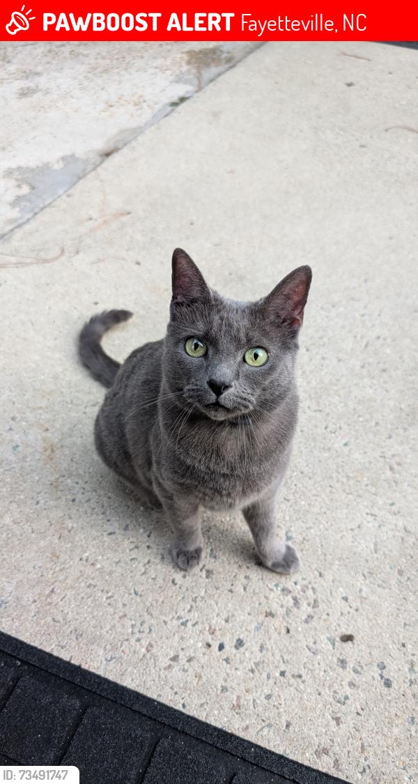 Lost Female Cat last seen Rush Rd, Fayetteville, NC 28305