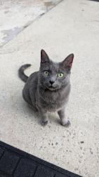 Lost Female Cat last seen Rush Rd, Fayetteville, NC 28305