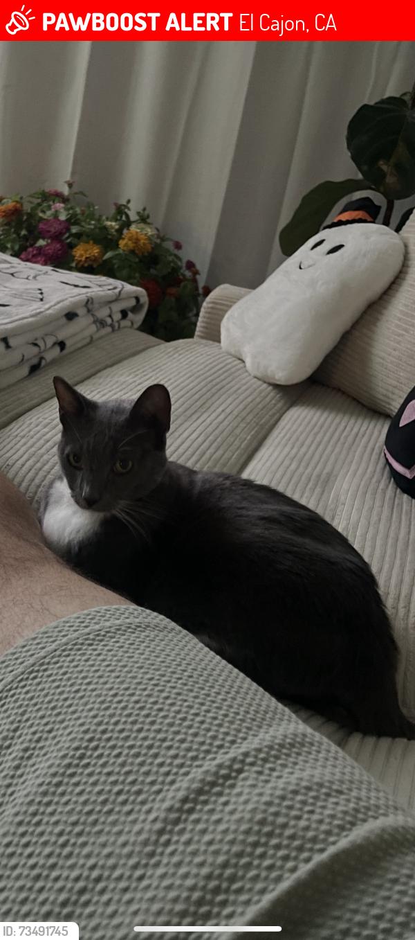 Lost Male Cat last seen Hwy 8 business, El Cajon, CA 92021