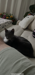 Lost Male Cat last seen Hwy 8 business, El Cajon, CA 92021