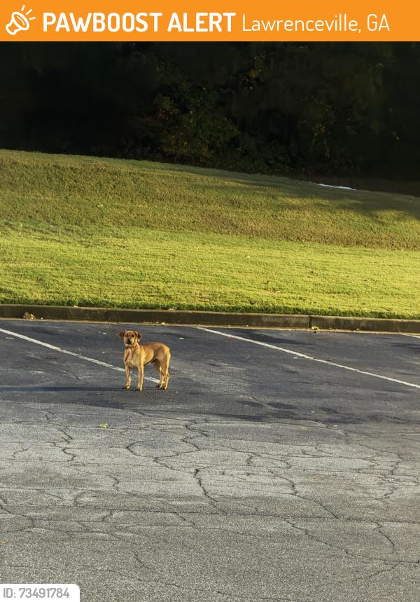 Found/Stray Unknown Dog last seen Domino pizza at 2700B US-29, Lawrenceville, GA 30044, Lawrenceville, GA 30044