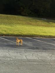 Found/Stray Unknown Dog last seen Domino pizza at 2700B US-29, Lawrenceville, GA 30044, Lawrenceville, GA 30044