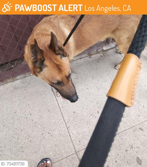 Found/Stray Male Dog last seen Hyde Park & 8th Street, Los Angeles, CA 90043