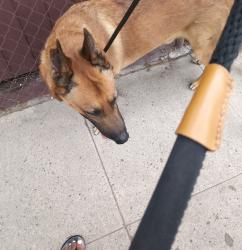 Found/Stray Male Dog last seen Hyde Park & 8th Street, Los Angeles, CA 90043