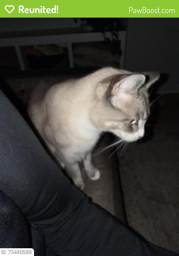 Reunited Female Cat last seen Leland and woodmont, Nashville, TN 37216