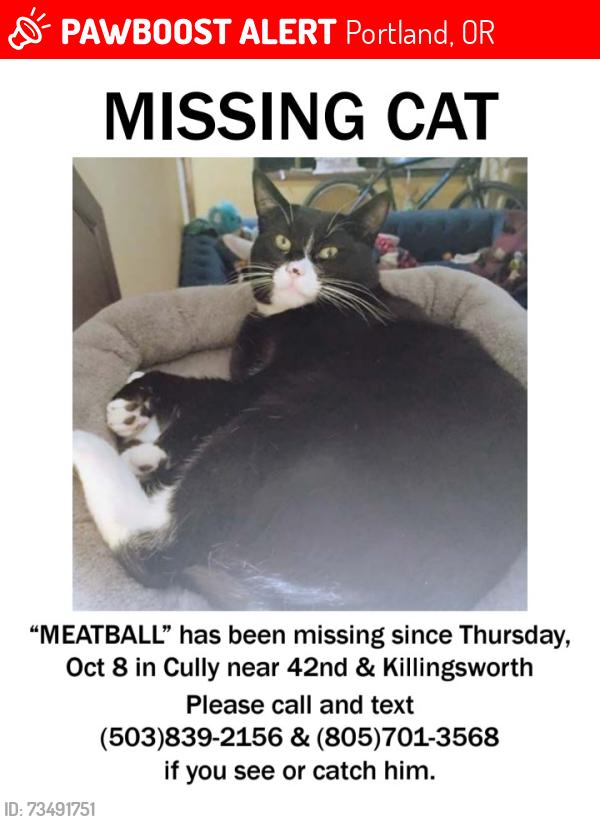 Lost Male Cat last seen NE Killingsworth & Ne 42nd Ave., Portland, OR 97218