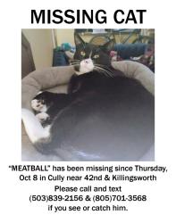Lost Male Cat last seen NE Killingsworth & Ne 42nd Ave., Portland, OR 97218