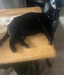 Lost Male Cat last seen Near summit rd Plymouth ma, Plymouth, MA 02360