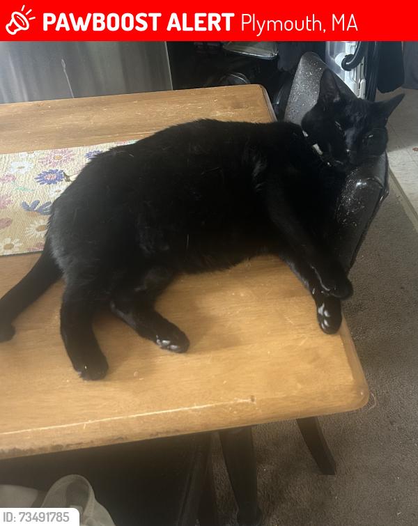 Lost Male Cat last seen Near summit rd Plymouth ma, Plymouth, MA 02360