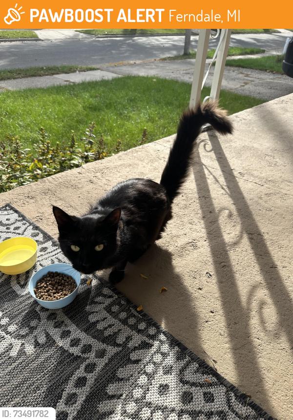 Found/Stray Unknown Cat last seen Hilton and Moorhouse, Ferndale, MI 48220