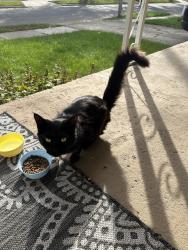 Found/Stray Unknown Cat last seen Hilton and Moorhouse, Ferndale, MI 48220