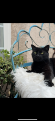 Reunited Male Cat last seen Sycamore , elmdale , cochran, Simi Valley, CA 93065