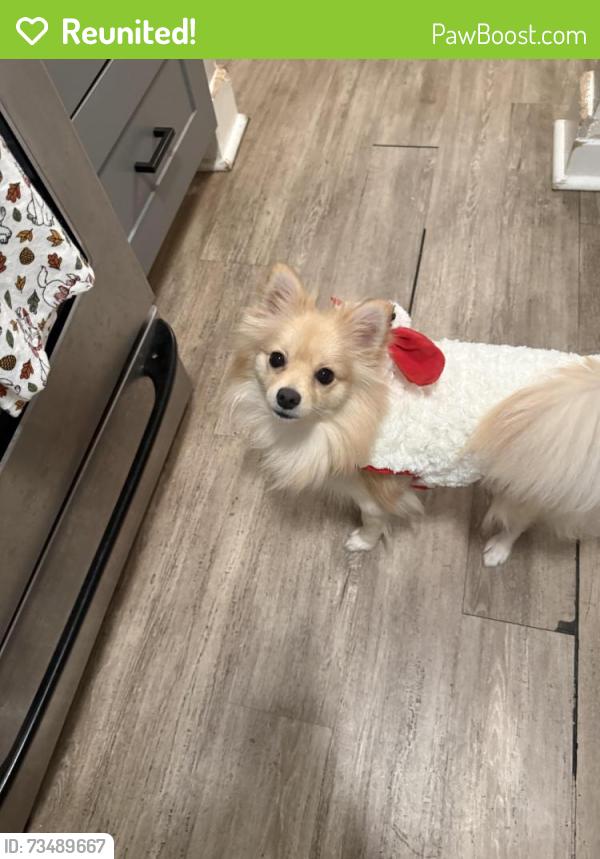 Reunited Female Dog last seen Pickering & Beverly Blvd, Circle K, Whittier, CA 90601