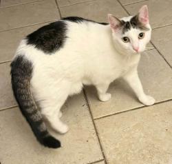 Lost Female Cat last seen In between walker ave and Robinson ave, Streamwood, IL 60107
