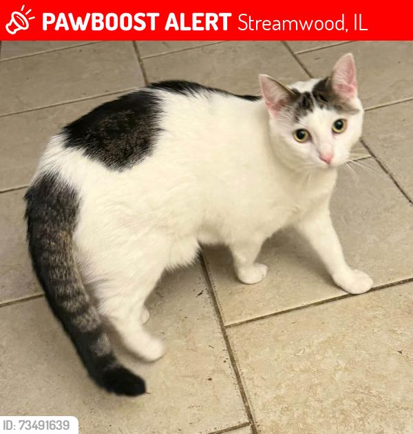 Lost Female Cat last seen In between walker ave and Robinson ave, Streamwood, IL 60107