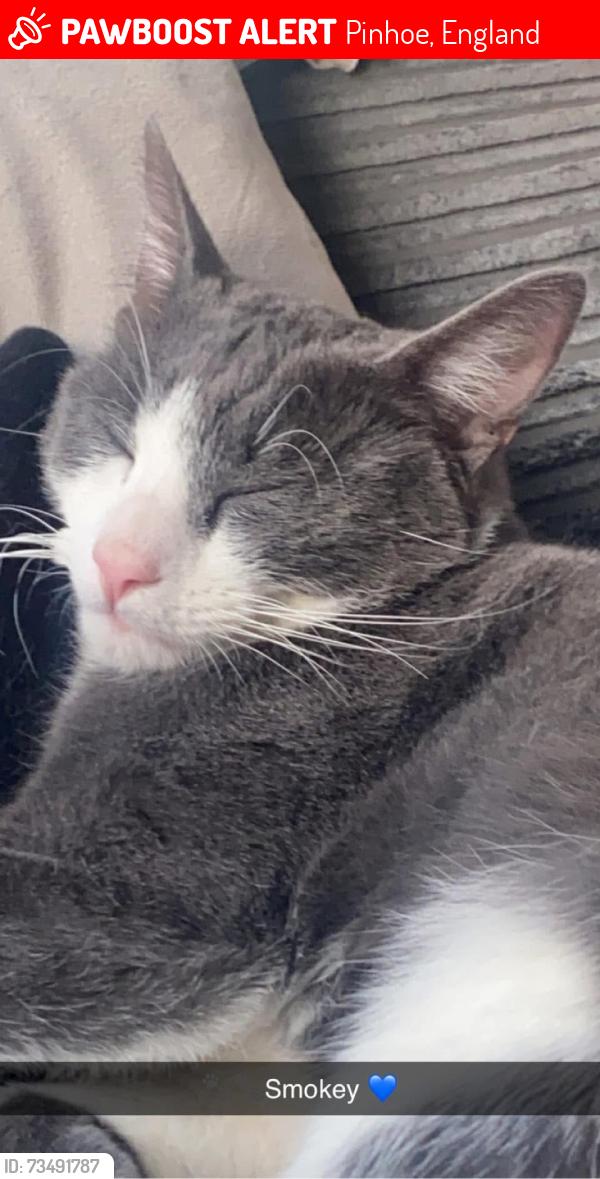 Lost Male Cat last seen Pinhoe, Pinhoe, England 