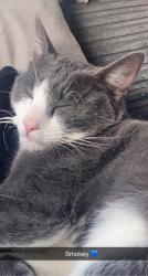 Lost Male Cat last seen Pinhoe, Pinhoe, England 
